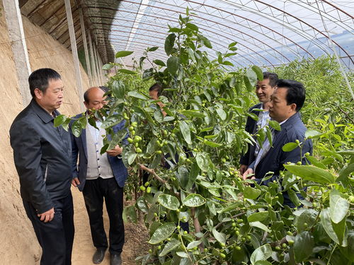 守护舌尖安全，筑牢质量防线——农业农村部食品质量监督检验测试中心赴大荔县开展食用农产品抽查调研